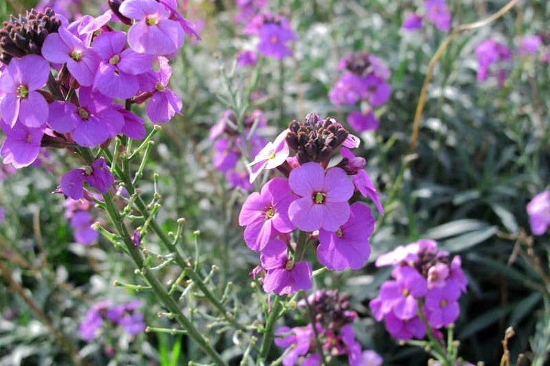 Erysimum 'Bowles's Mauve' (Bowles's Mauve Wallflower)