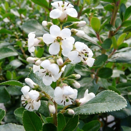 Escallonia Iveyi (Ivory Escallonia)