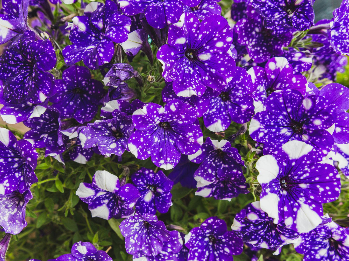 Petunia × atkinsiana ‘Night Sky’ (Petunia Night Sky Purple Speckled White)