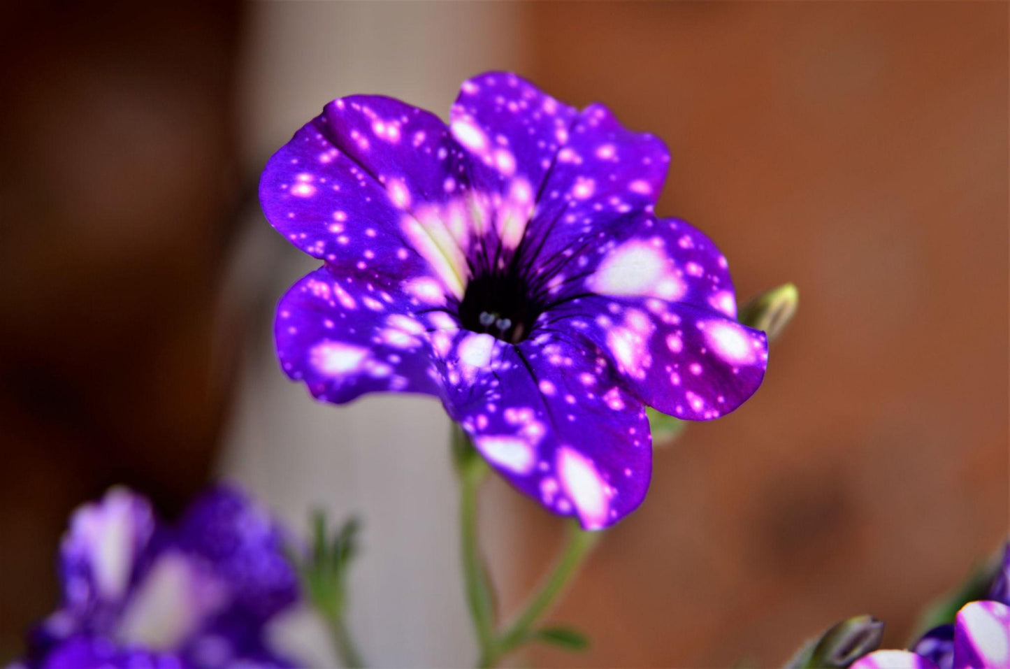 Petunia × atkinsiana ‘Night Sky’ (Petunia Night Sky Purple Speckled White)