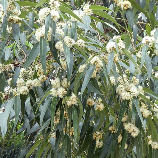 Eucalyptus resinifera (Red Mahogany)