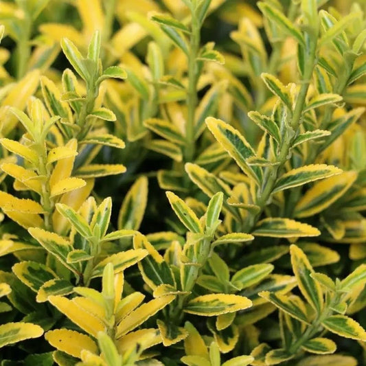 Euonymus Japonicus ‘Microphyllus Gold Thumb’ (Gold Thumb Japanese Euonymus)