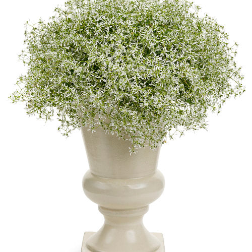 Euphorbia Graminea (Diamond Frost Hanging Baskets)