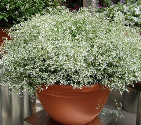 Euphorbia 'Stardust White Sparkles' (Spurge)