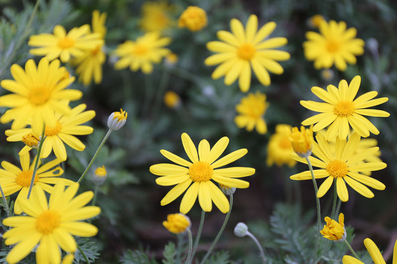 Euryops Pectinatus (Yellow Daisy Bush)