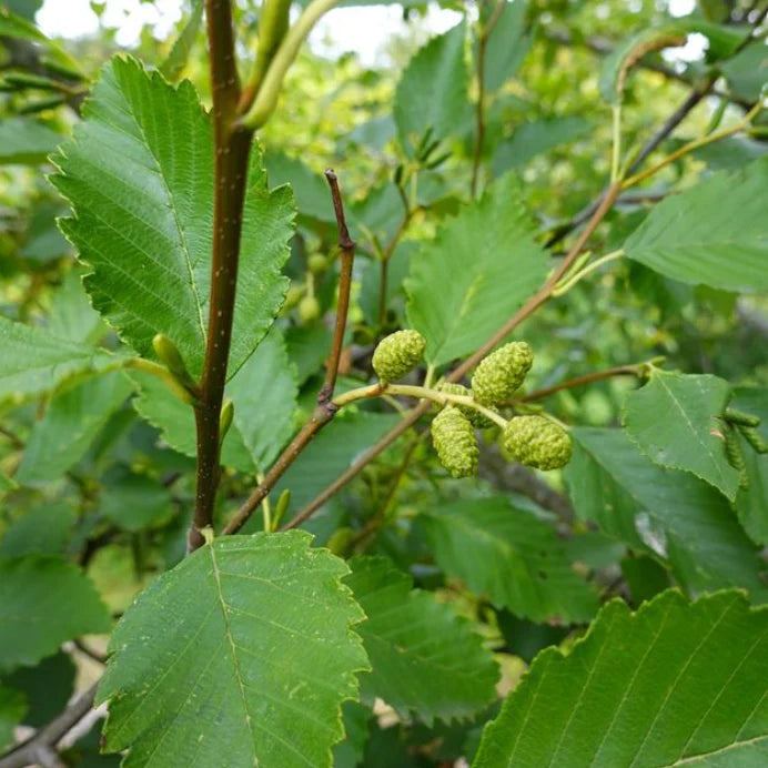 Alnus Jorullensis (Evergreen Alder)