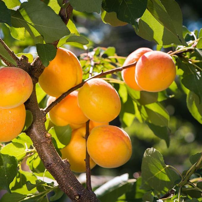 DWARF Prunus Armeniaca (Apricot Bulida)