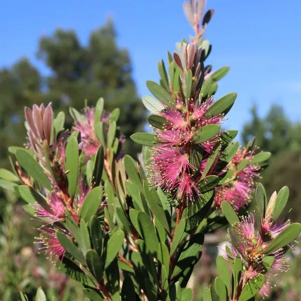 Callistemon spp. ‘CNU15’ Sweet Burst™ (Sweet Burst Bottlebrush)