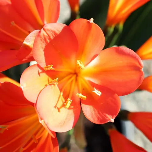 Clivia Hybrid