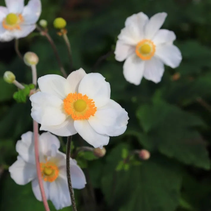 Anemone × Hybrida 'Elite Pure White' (Japanese Windflower)