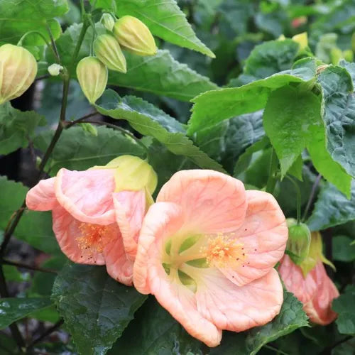 Abutilon ‘Lucky Lantern Pink’ (Chinese Lantern)