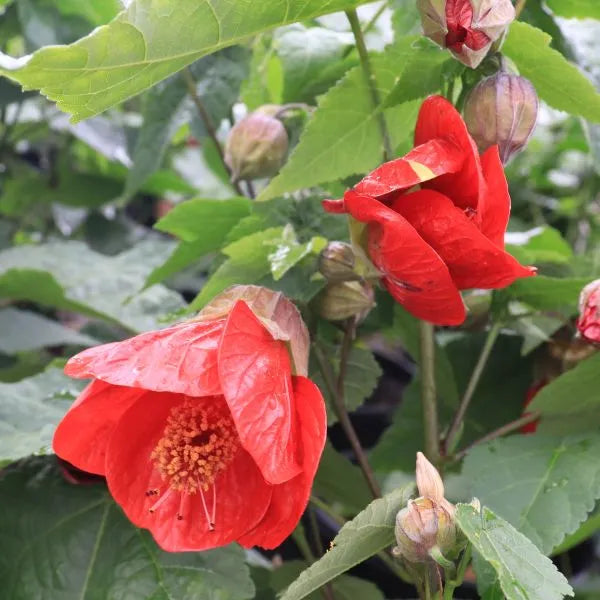 Abutilon ‘Lucky Lantern Red’ (Chinese Lantern)