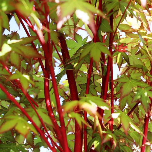 Acer palmatum 'Senkaki' (Coral Bark Maple)