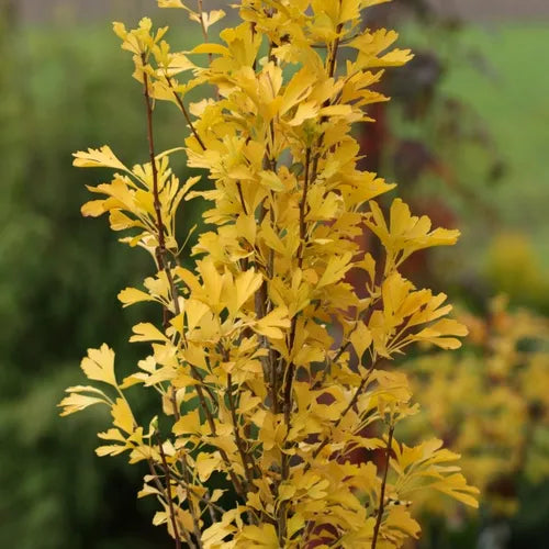 Ginkgo biloba 'Menhir' (Lemonlime Spire® Ginkgo)