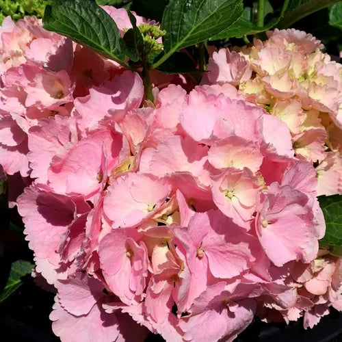 Hydrangea 'Tea Time™ Pink Sensation Medium Pink' (Pink Sensation Hydrangea)