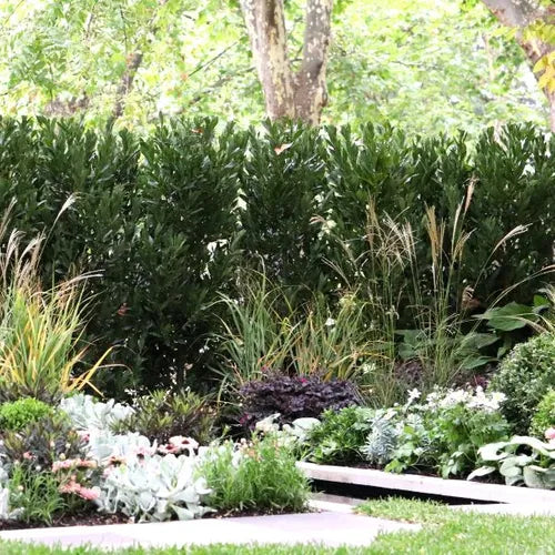 Laurus nobilis (Miles Choice)