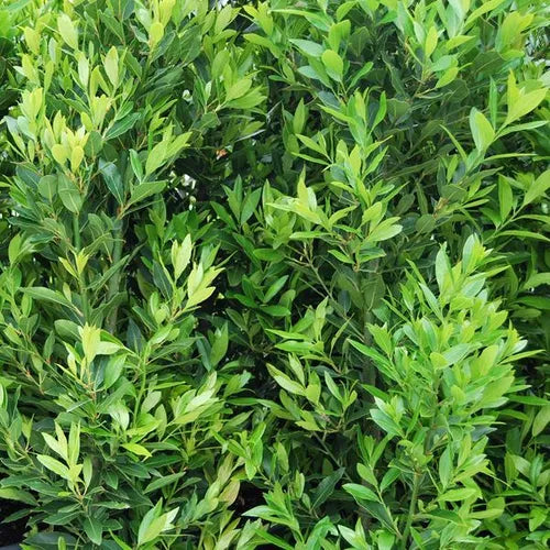 Laurus nobilis (Miles Choice)