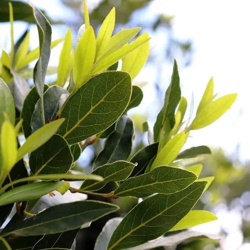 Laurus nobilis (Miles Choice)