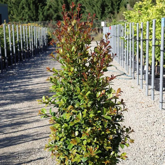 Syzygium australe ‘Backyard Bliss’ (Magenta Lilly Pilly)