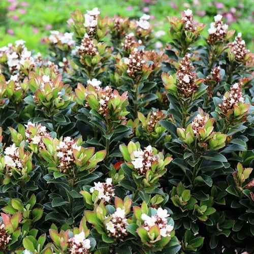 Rhaphiolepis indica ‘Snow Maiden’ (Snow Maiden Indian Hawthorn)