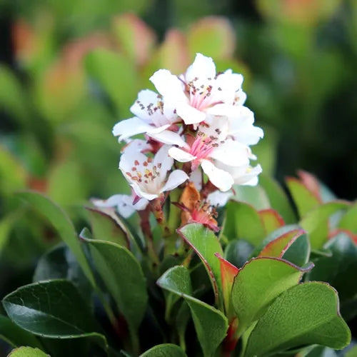 Rhaphiolepis indica ‘Snow Maiden’ (Snow Maiden Indian Hawthorn)