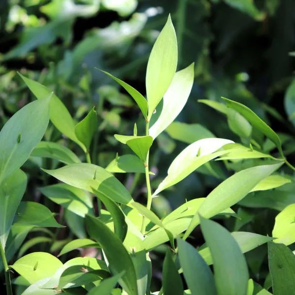 Ruscus hypoglossum (Spineless Butcher's Broom)