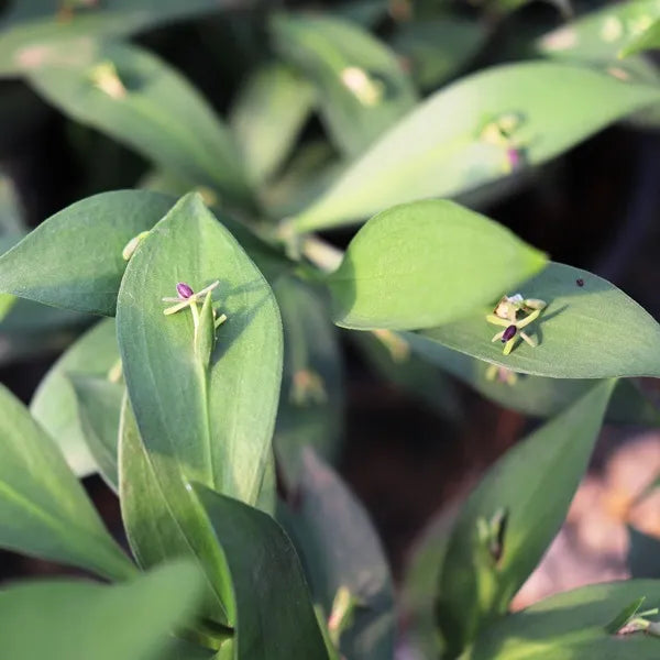 Ruscus hypoglossum (Spineless Butcher's Broom)