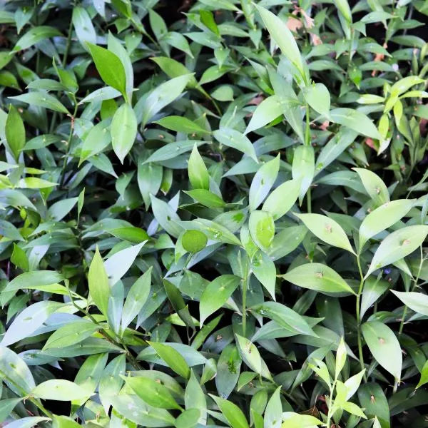 Ruscus hypoglossum (Spineless Butcher's Broom)