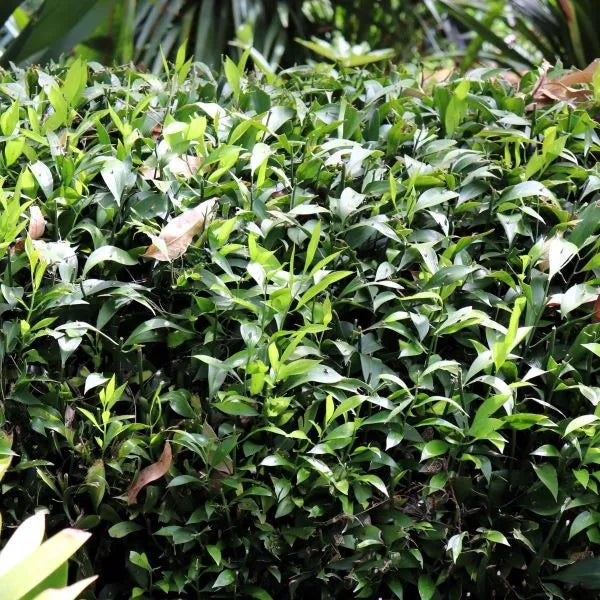 Ruscus hypoglossum (Spineless Butcher's Broom)