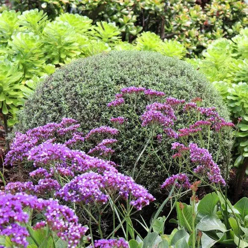 Westringia fruticosa (Topiary Ball)