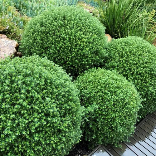Westringia fruticosa (Topiary Ball)