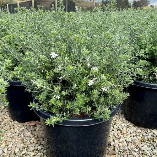 Westringia fruticosa (Topiary Ball)