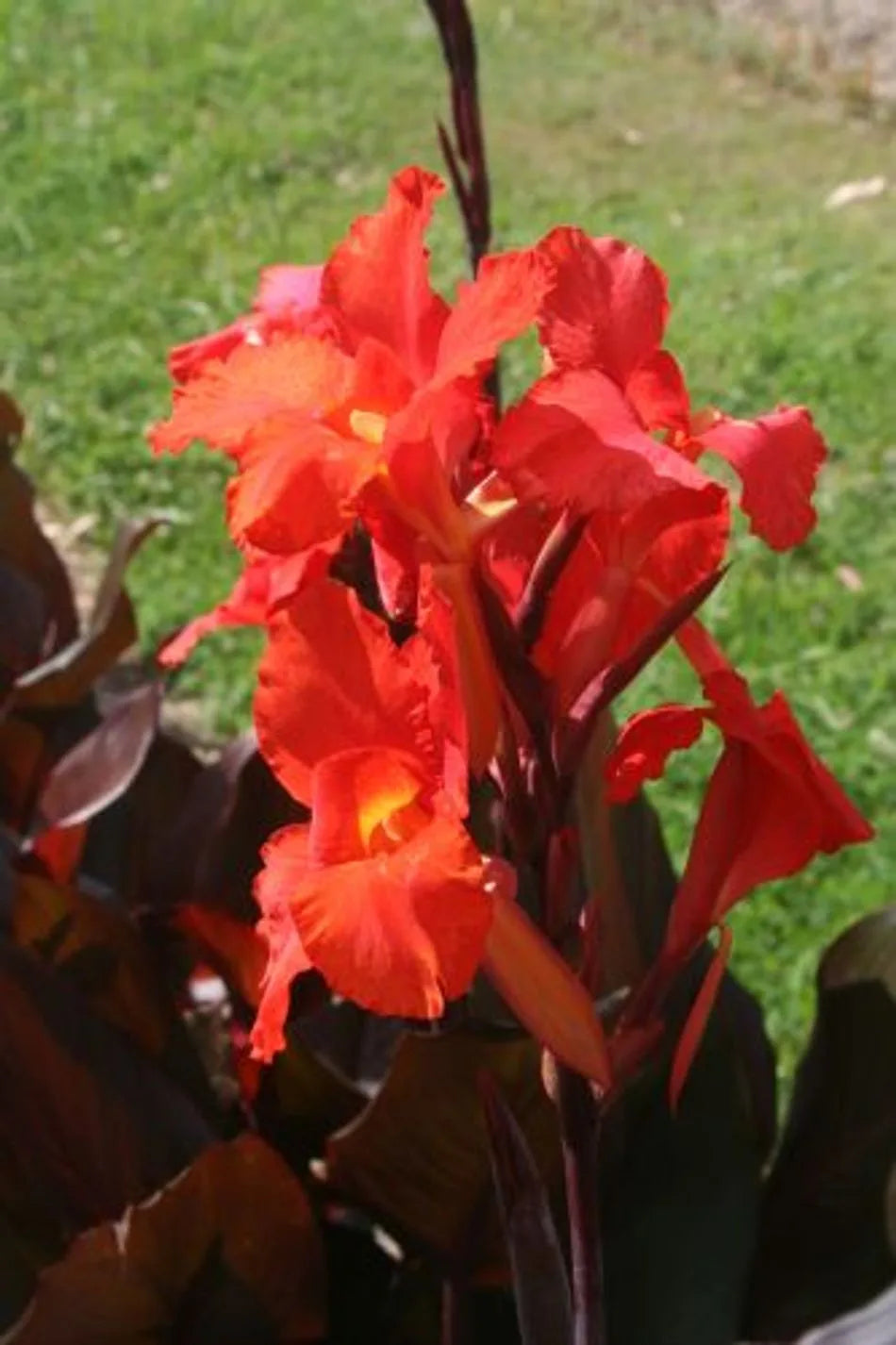 Canna orchioides (Show Off Intrigue)