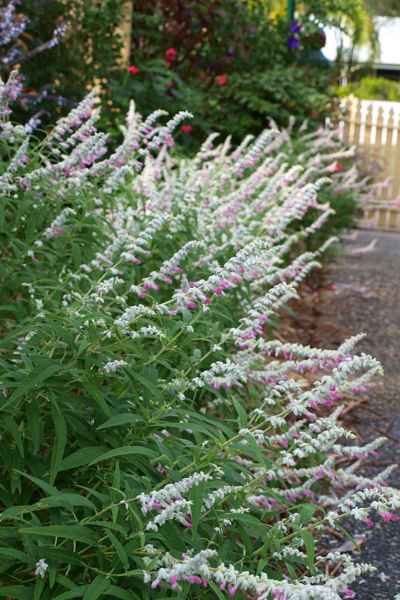 Salvia leucantha ‘Velour Pink’ – Pink Mexican Sage
