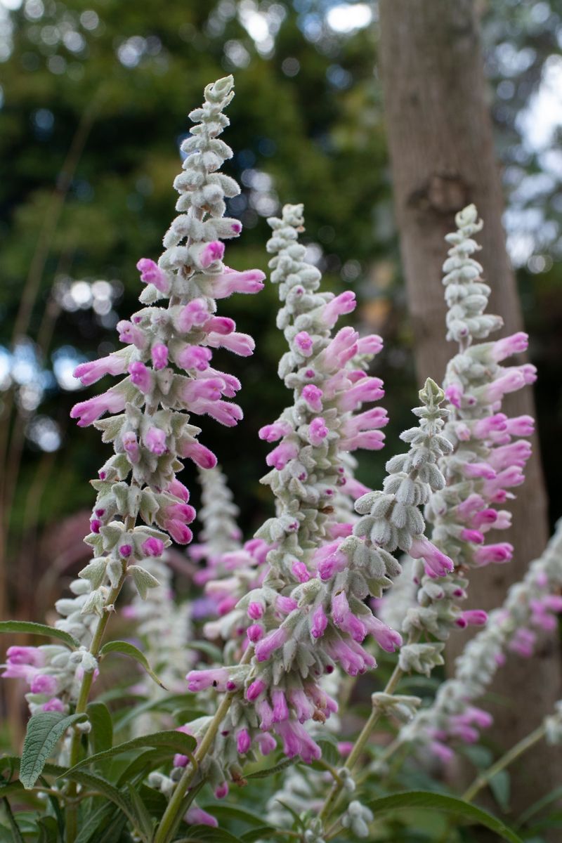 Salvia leucantha ‘Velour Pink’ – Pink Mexican Sage