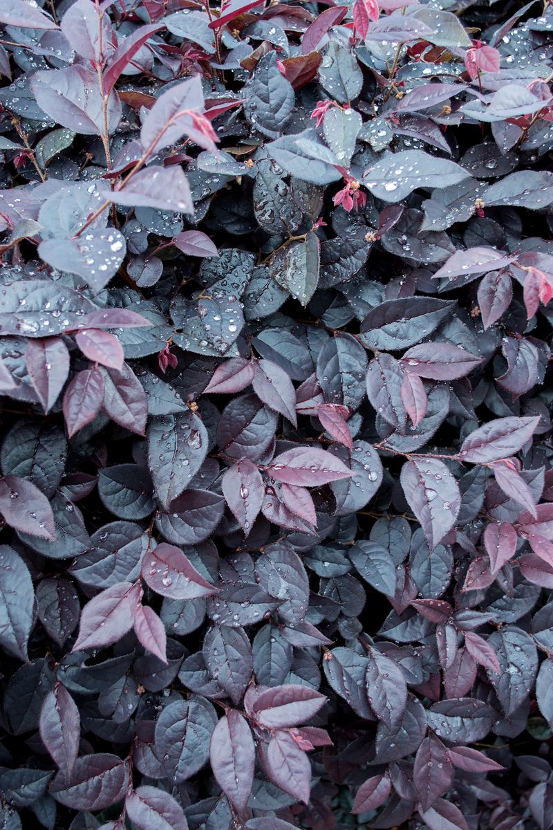 Loropetalum chinense ‘Plum Gorgeous’ (Chinese Fringe Flower ‘Plum Gorgeous’)