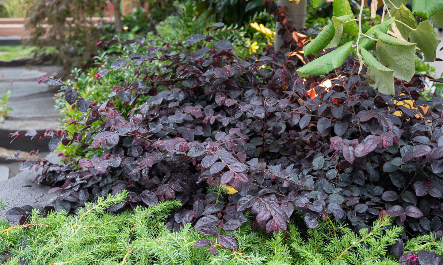 Loropetalum chinense ‘Plum Gorgeous’ (Chinese Fringe Flower ‘Plum Gorgeous’)