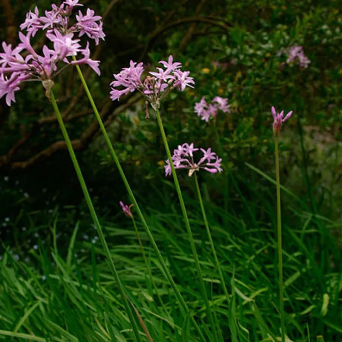 Tulbaghia simmleri (Pink Agapanthus)