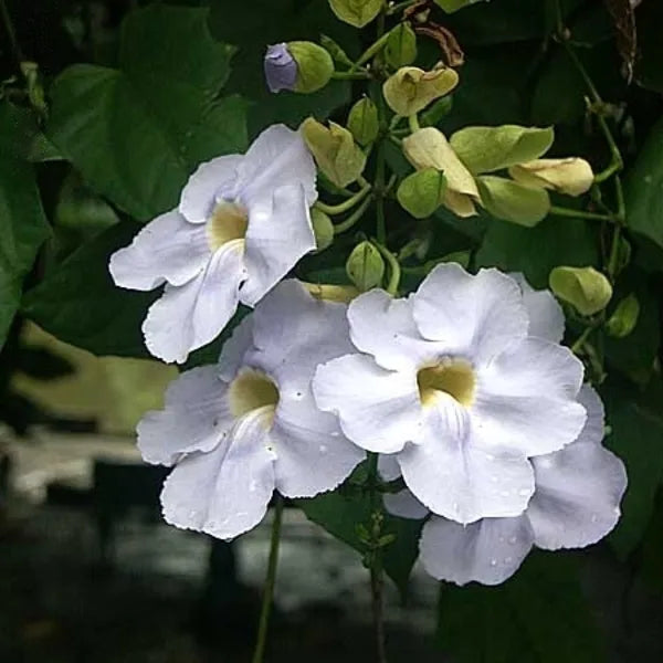 Thunbergia grandiflora ‘Alba’ (White Bengal Clock Vine)