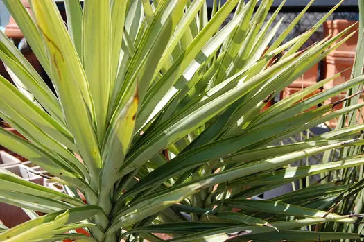 Yucca elephantipes Silver Star (Silver Star Yucca)