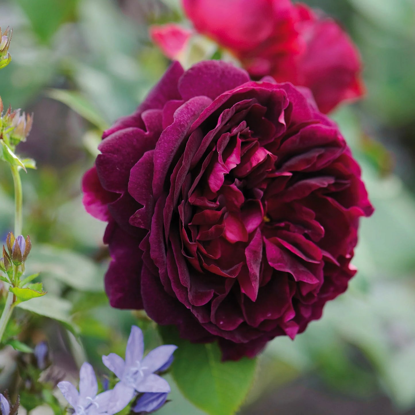 Rosa 'Munstead Wood' (Munstead Wood English Rose)
