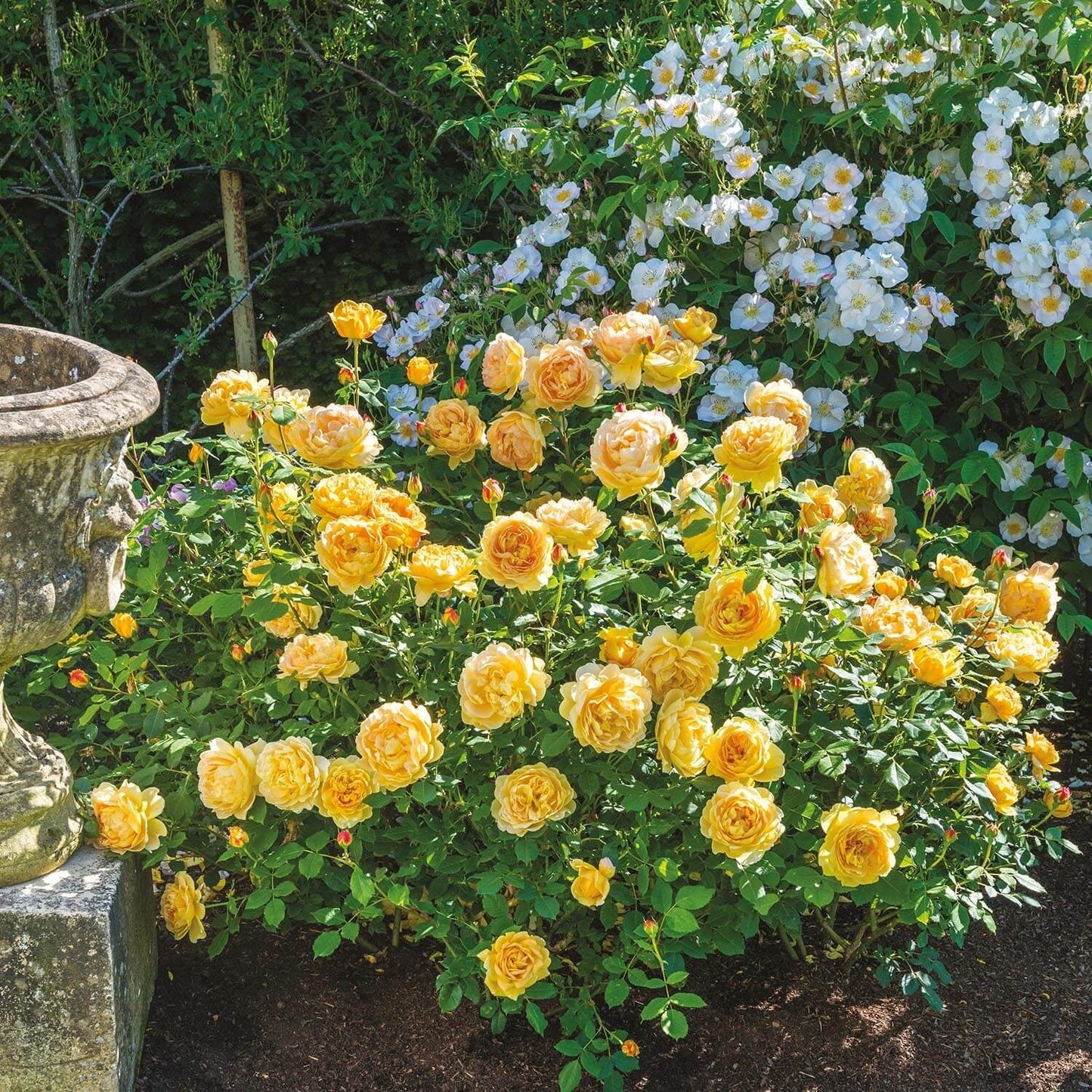 Rosa ‘Golden Celebration’ (Golden Celebration English Shrub Rose)