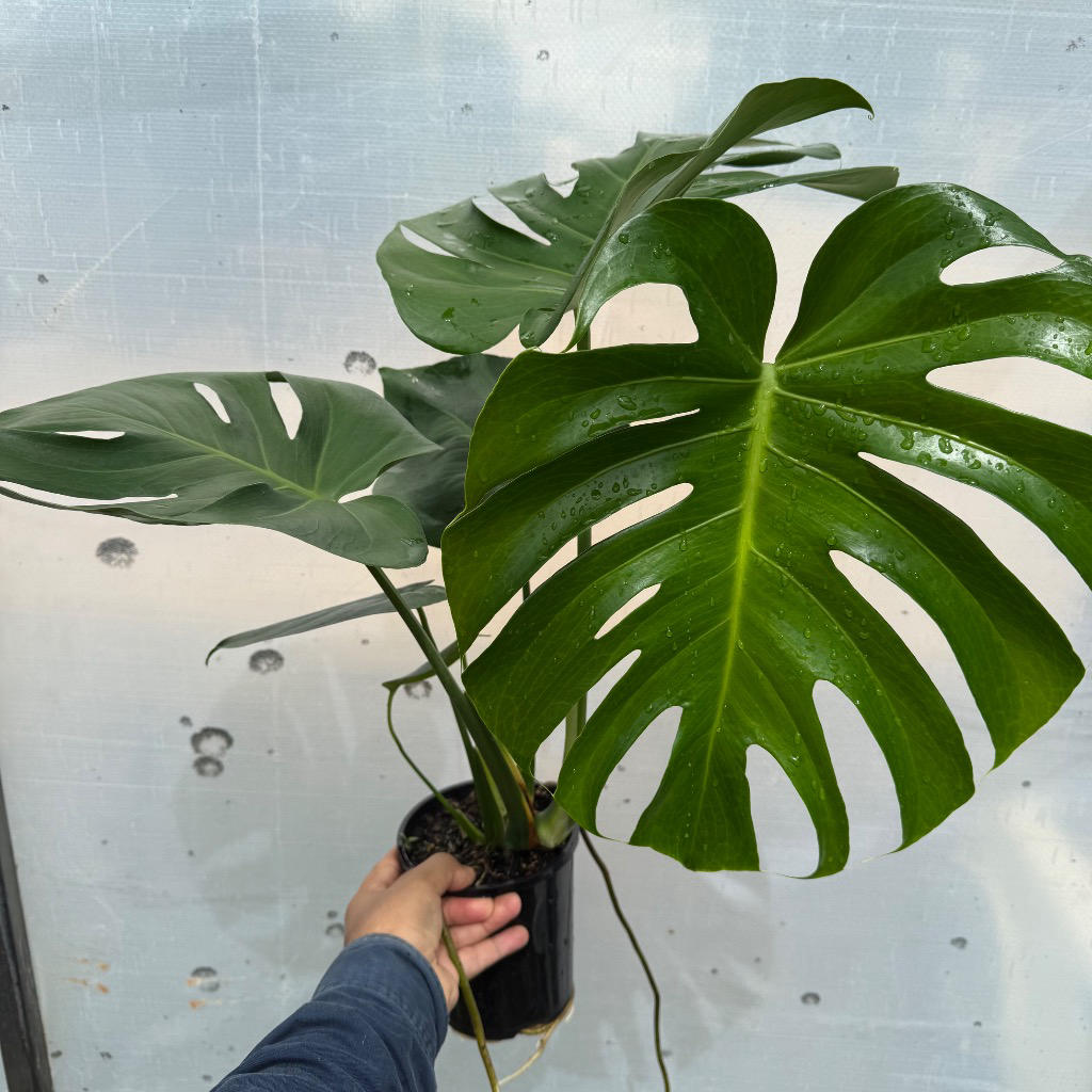 Monstera Deliciosa (Swiss Cheese Plant)