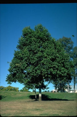 Corymbia torelliana (Cadagaria)