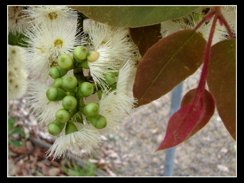 Corymbia torelliana (Cadagaria)