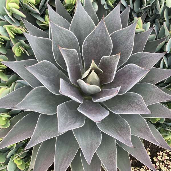 Mangave ‘Lavender Lady’ (Mangave)