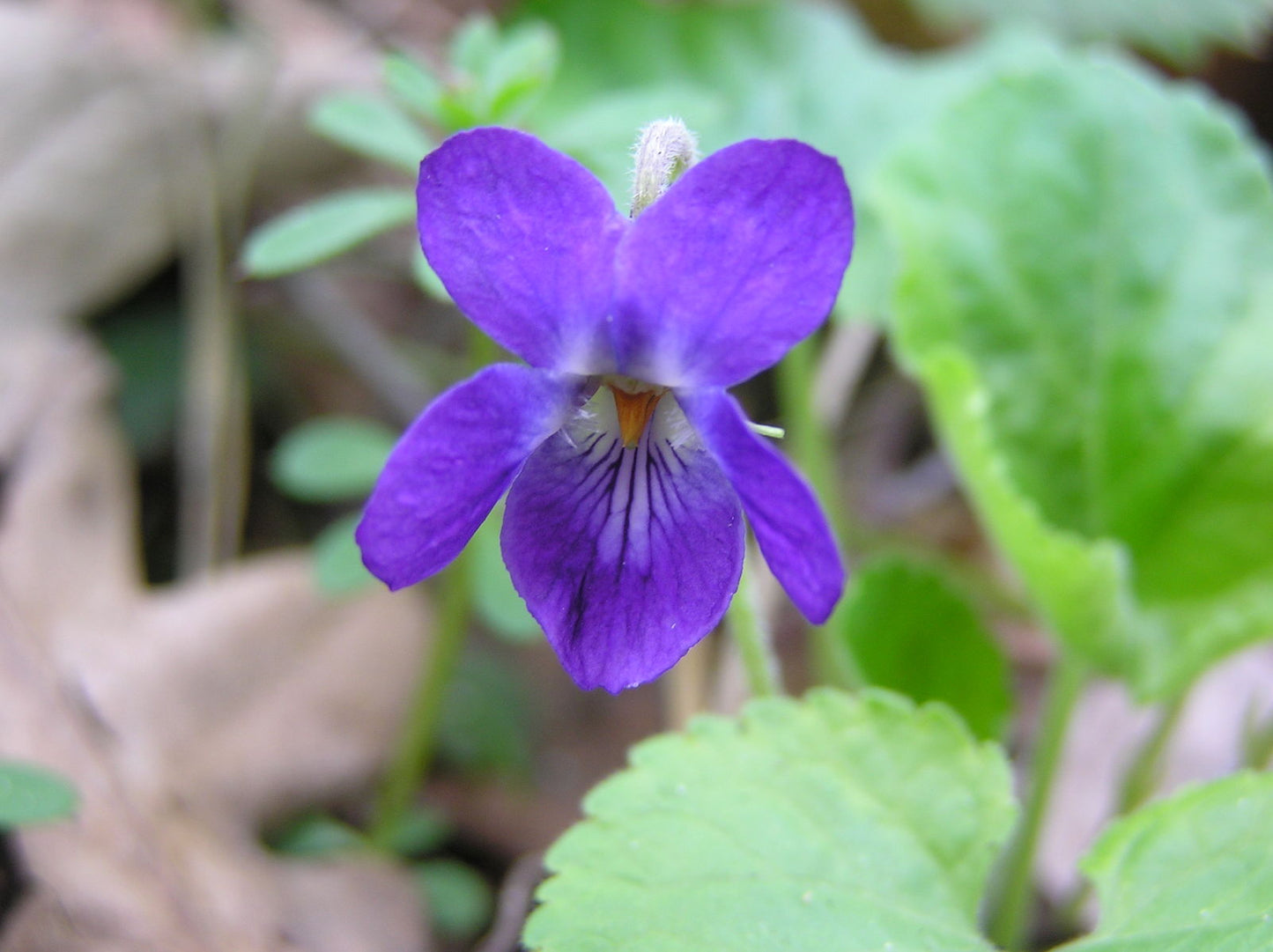 Viola odorata (Sweet Violet)