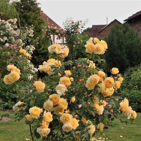 Rosa ‘Graham Thomas’ (Graham Thomas English Shrub Rose)