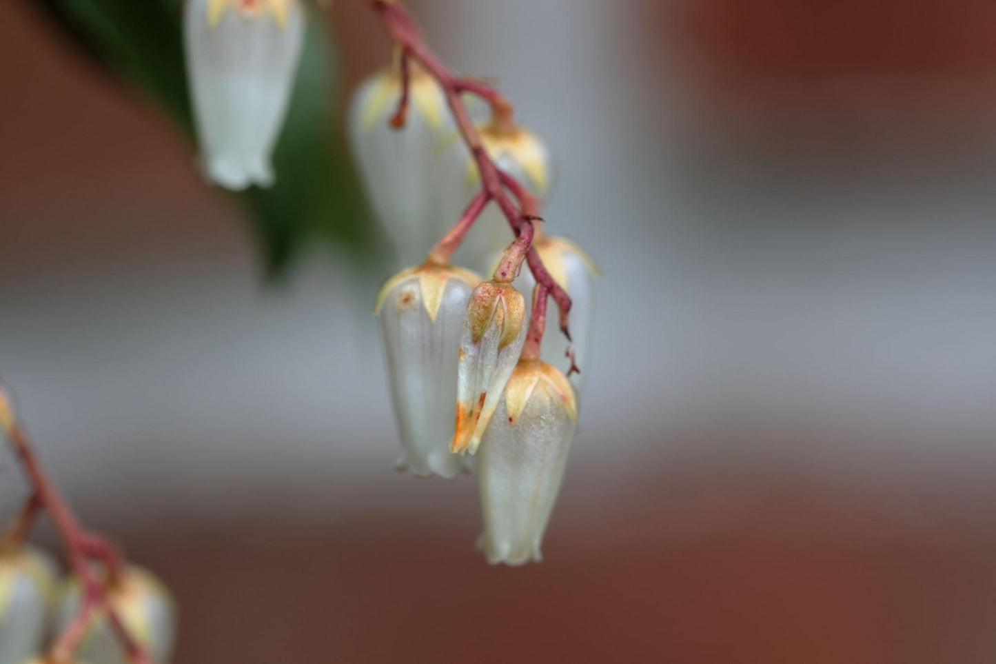 Pieris Japonica ‘Temple Bells’ (Temple Bells Pieris)