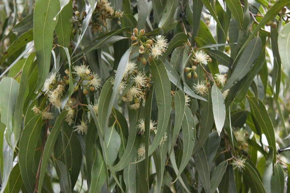 Corymbia Maculata (Spotted Gum Tree)